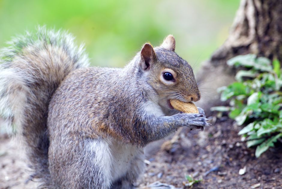 Acorns Vs Stash Vs M1 Finance: Acorns vs. Stash vs. M1 Finance: Pick the Right App for Beginners